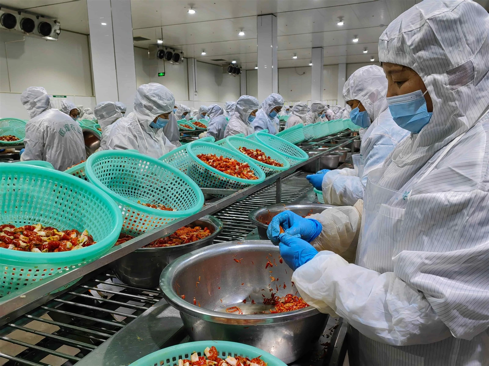 Crawfish Processing Line 1 Crawfish Processing Line 1